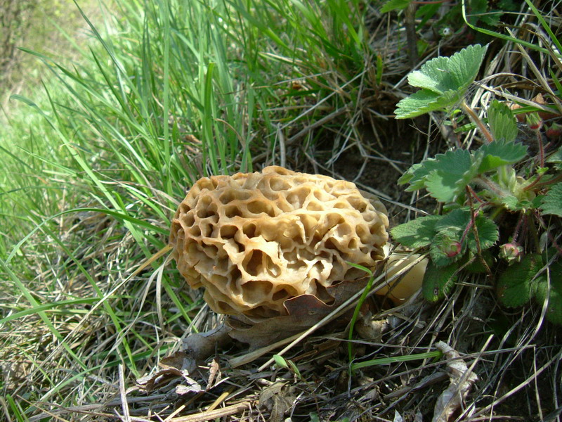 Morchella